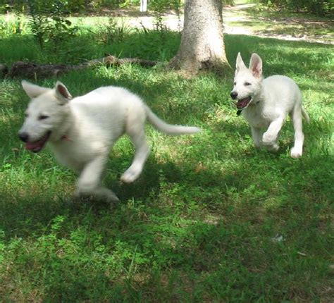 White German Shepherd Puppies 12 Weeks Old 2 Gunther White German
