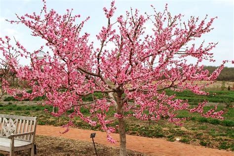 Richiede sole e terreno fresco, privo di ristagni. alberi da fiore - Alberi