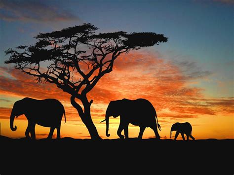 African Sunset Wallpapers Wallpaper Cave