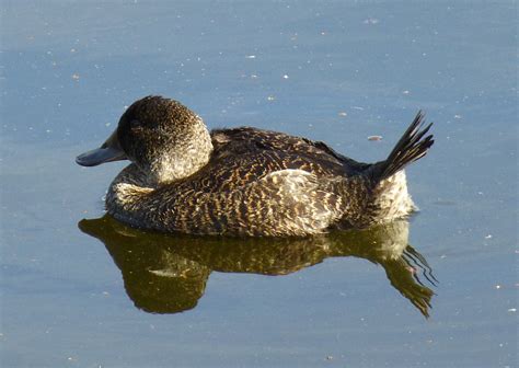 Blue Billed Duck Friends Of Queens Park Bushland