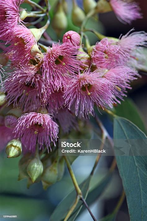 Pink Blossoms Of The Australian Native Red Ironbark Gum Tree Eucalyptus