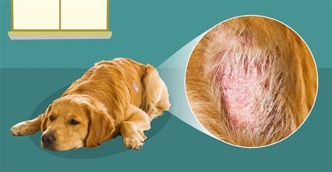 Dog Skin Problems Pictures The O Guide