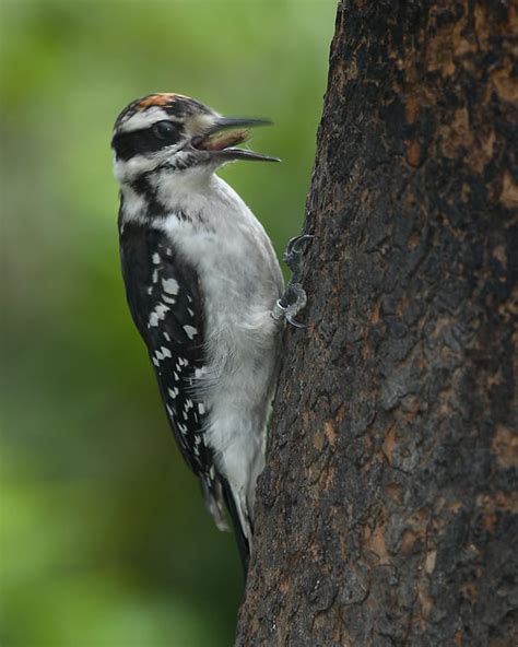 Hairy Woodpecker Photos Birdspix