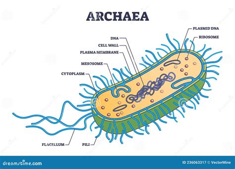 Archaea Or Archaebacteria Detailed Anatomical Inner Structure Outline