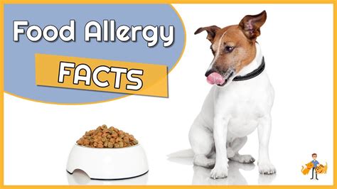 What Percentage Of Dogs Are Allergic To Chicken Updated April 2023