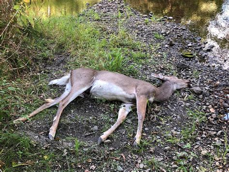 After Reports Of 700 Dead Deer New York Ehd Outbreak Confirmed In 7