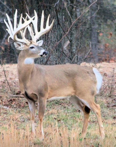 Huge Racked Buck Big Deer Deer Pictures Whitetail Deer Hunting
