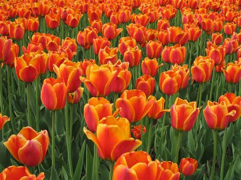 Free Orange Tulips Stock Photo