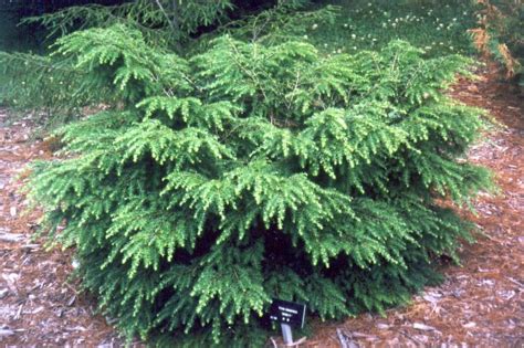 Conifers Made For The Shade Laidback Gardener Shade Plants