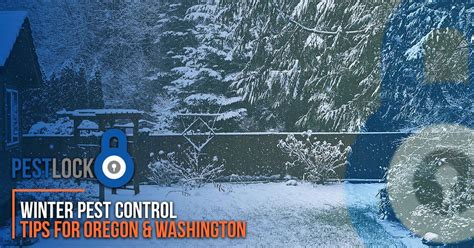 Looking for pest control in redmond? Winter Pest Control Experts- Lock Winter Pests Out Of Your ...