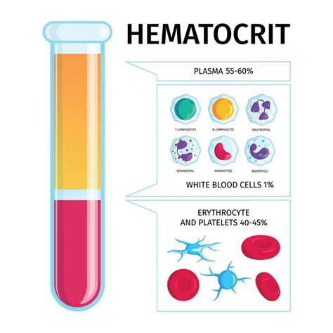 Blood Cells Plasma Infographics 4217372 Vector Art At Vecteezy
