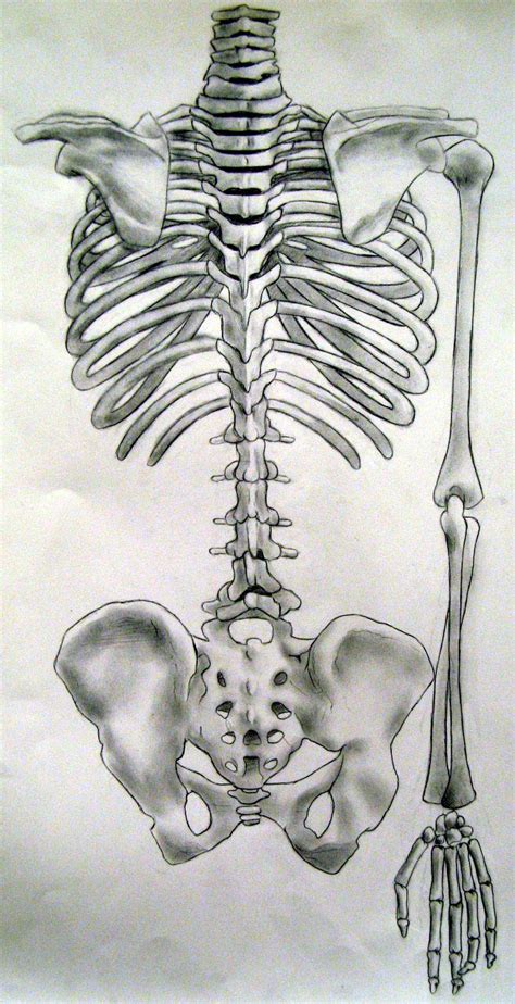 Skeleton Back Torso And Arm By Katwynn On Deviantart