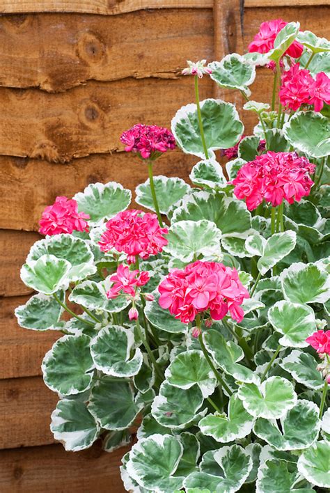 Pelargonium Catalina With Variegated Foliage Plant And Flower Stock