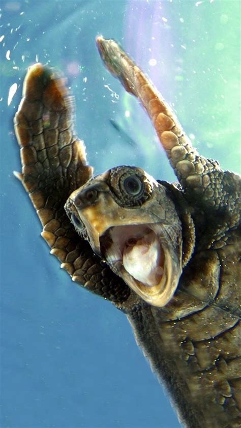 Sea Turtle Wallpaper For Iphone Wallpapersafari Happy