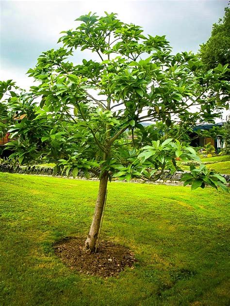 Whether you start from seed or a planting an avocado tree outdoors. Cold Hardy Avocado For Sale Online | The Tree Center