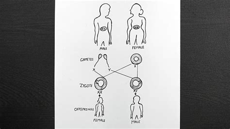 diagram of sex determination in human beings how to draw sex determination diagram youtube