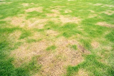 6 Types Of Lawn Diseases With Pictures House Grail