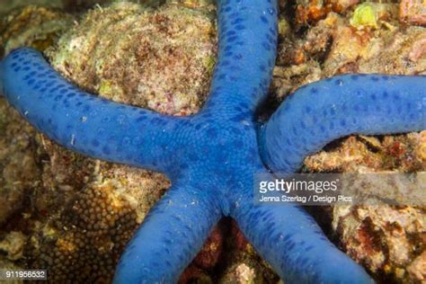 Blue Starfish Photos And Premium High Res Pictures Getty Images