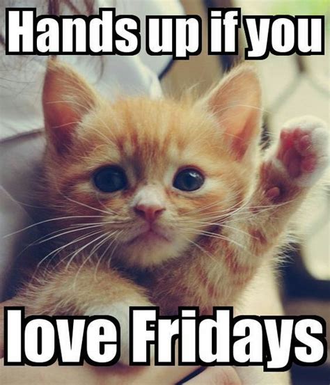 Its Friday 😆🤗😉 Thepethall Happy Memes Funny Friday Memes Friday Cat