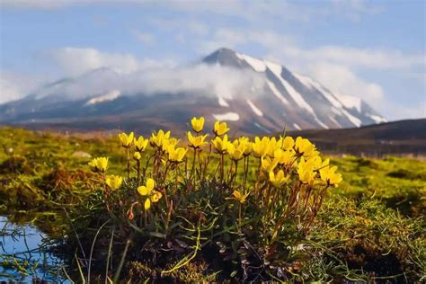 Adaptations Of Tundra Plants Thriving In The Arctic Nature Roamer