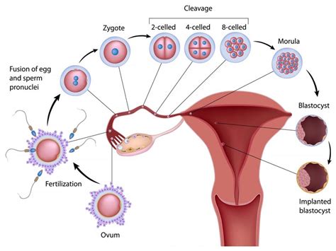 Understanding Ovulation Symptoms Causes And More