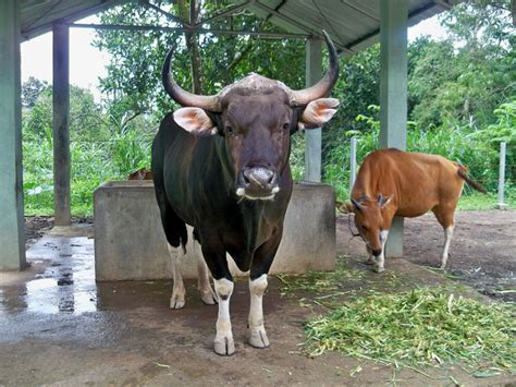 Banteng-Jawa-yang-dikawinkan-dengan-Sapi-Bali-di-Taman-Safari