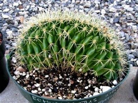 Care is simple, and this order comes with directions on how to care for your echinocactus grusonii golden barrel cactus. Cristate and Monster Succulents - Dave's Garden