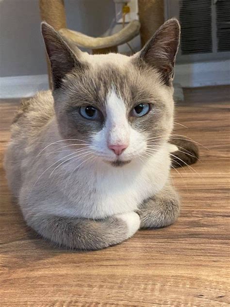 Get a ragdoll, bengal, siamese intact male snowshoe siamese, 7 months old, beautiful fur, they hardly shed at all intact female snowshoe siamese, 9 months old, she has a beautiful coat as. Adopt Kandy A White Siamese (short Coat) Cat In Rochester ...