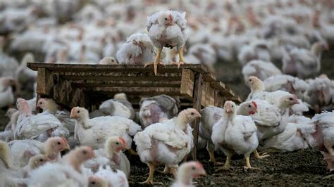 how the risky business of contract poultry farming works durham herald sun