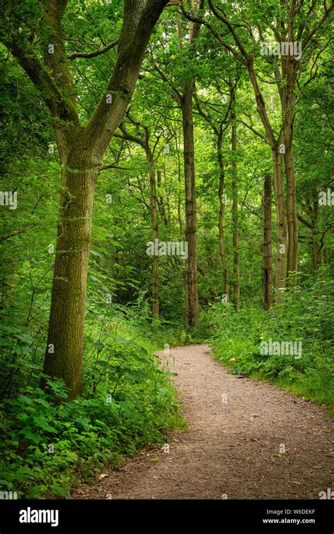 Beautiful Landscape Image Of Footpath Winding Through Lush Green Forest