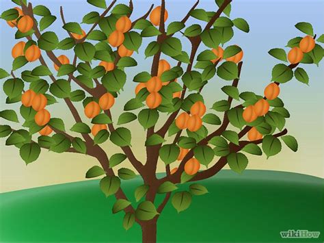 How To Grow Apricots 15 Steps With Pictures Wikihow Apricot Tree