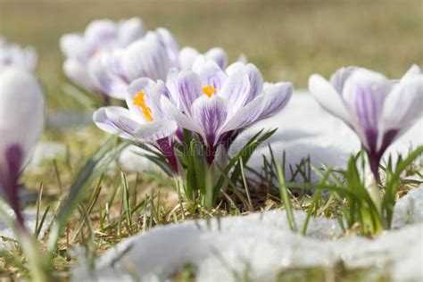 Spring Flowers White Crocuses Bloom In The Park In April A Beautiful