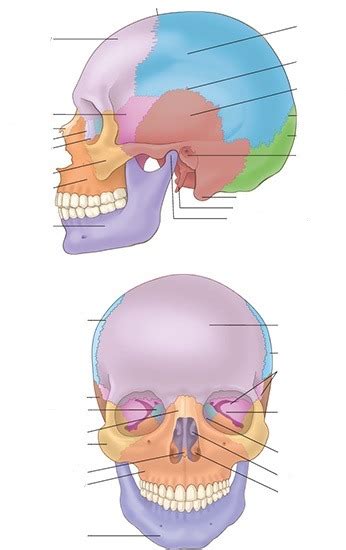 Bones And Sutures Of The Skull And Facial Bones Labeling Diagram Quizlet