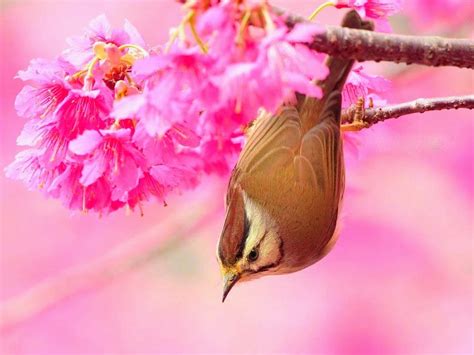 The cold winters accompanied by heavy snowfall make it difficult for beautiful animals to survive. Beautiful Nice and Lovely Birds Images ~ Allfreshwallpaper