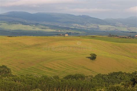 Sunset Landscapes Over The Green Grassland And Rolling Hills In Tuscany