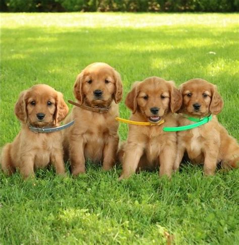 Adorable Golden Retriever Puppies Is Available For Sale