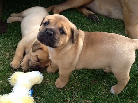 Look at pictures of bullmastiff puppies who need a home. Gorgeous chunky bullmastiff puppies | Spalding, Lincolnshire | Pets4Homes