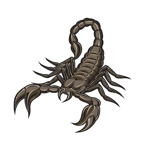 Scorpion Clip Art Vector Images And Illustrations Istock