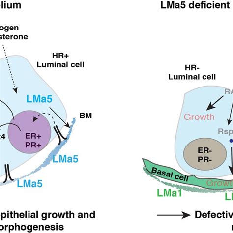 Working Model Of How Luminal Lama5 Regulates Mammary Epithelial Growth