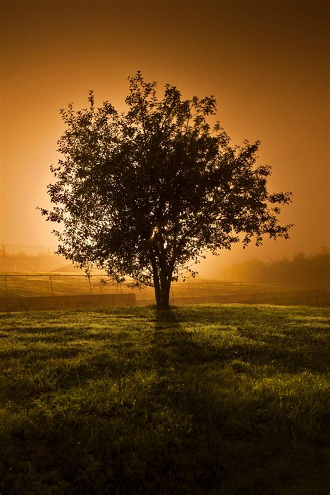 1080x1812 Resolution Silhouette Of Tree Near Green Grass Field During
