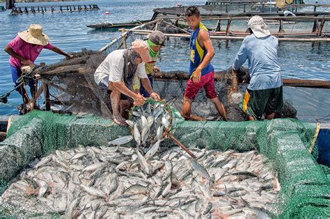 From The Manila Times Dti Bfar To Boost Cagayan Fishery Industry