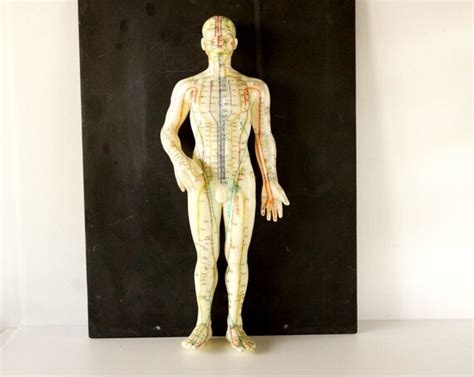 Vintage Male Acupuncture Model Medical Model By ThirdShift