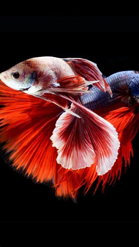 Betta Siamese Fighting Fish Colorful Wide 1 Hd Phone Wallpaper Pxfuel