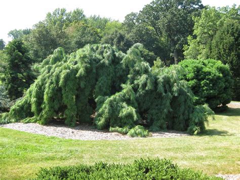 Check spelling or type a new query. The Weeping White Pine - Rotary Botanical Gardens