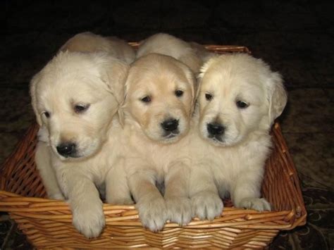 Golden retriever · new york, ny. Beautiful Golden Retriever Pups | Carmarthen ...