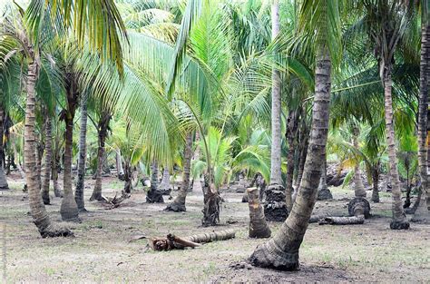 Coconut Palm Tree Forest By Stocksy Contributor Alice Nerr Stocksy