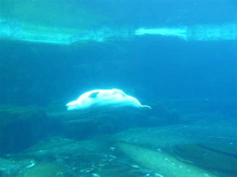 Beluga Whale Exhibit Underwater Viewing Area Zoochat