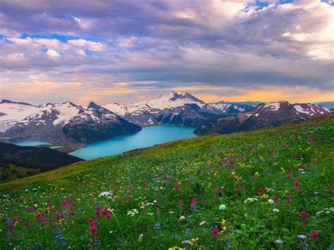 Flower Field In Mountain Landscape Hd Wallpaper Background Image