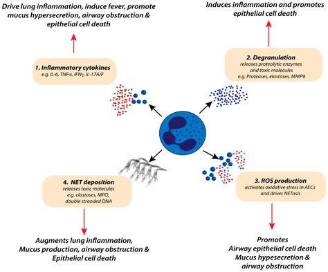 Viruses Free Full Text The Contribution Of Neutrophils To The