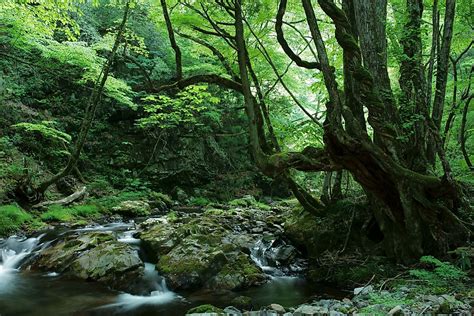 The Ecological Regions Of Japan Worldatlas